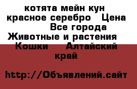 котята мейн кун, красное серебро › Цена ­ 30 - Все города Животные и растения » Кошки   . Алтайский край